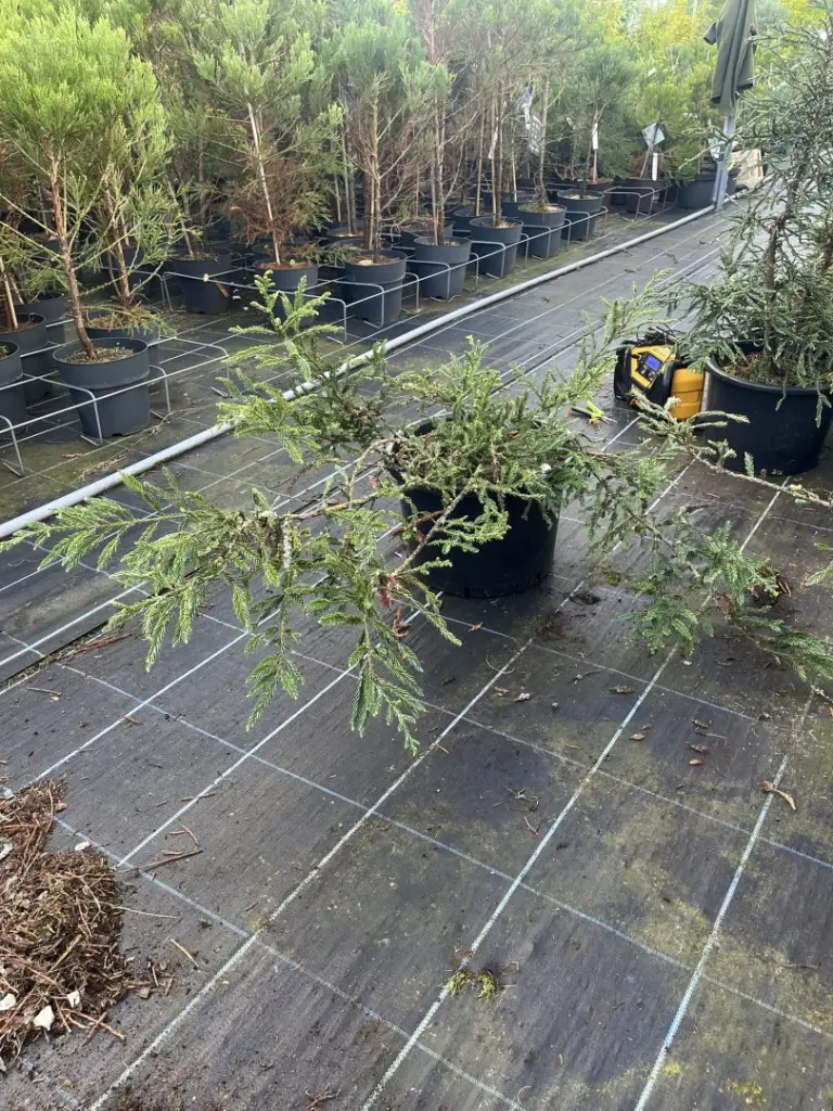 Sequoia sempervirens - Coast Redwood 'Adpressa'