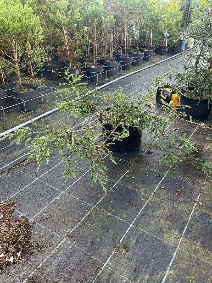 Sequoia sempervirens - Coast Redwood 'Adpressa'
