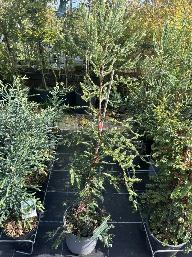 Sequoia sempervirens - Coast Redwood - Adpressa