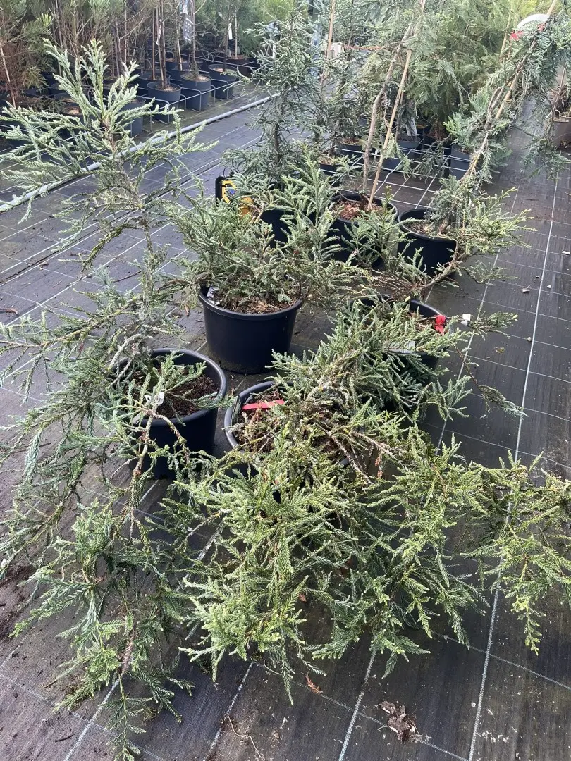 Coast Redwood 'Adpressa' Bush 60/80cm (25L) - Image 2