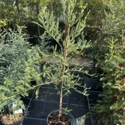 Sequoia sempervirens - Coast Redwood - Adpressa