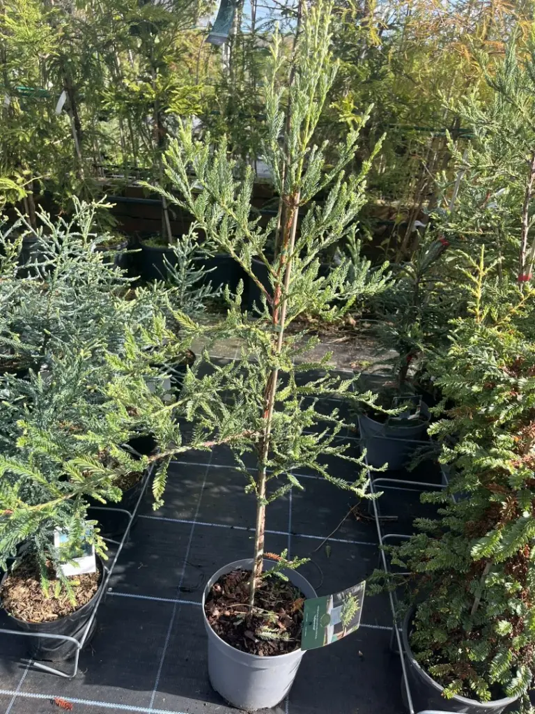 Sequoia sempervirens - Coast Redwood - Adpressa