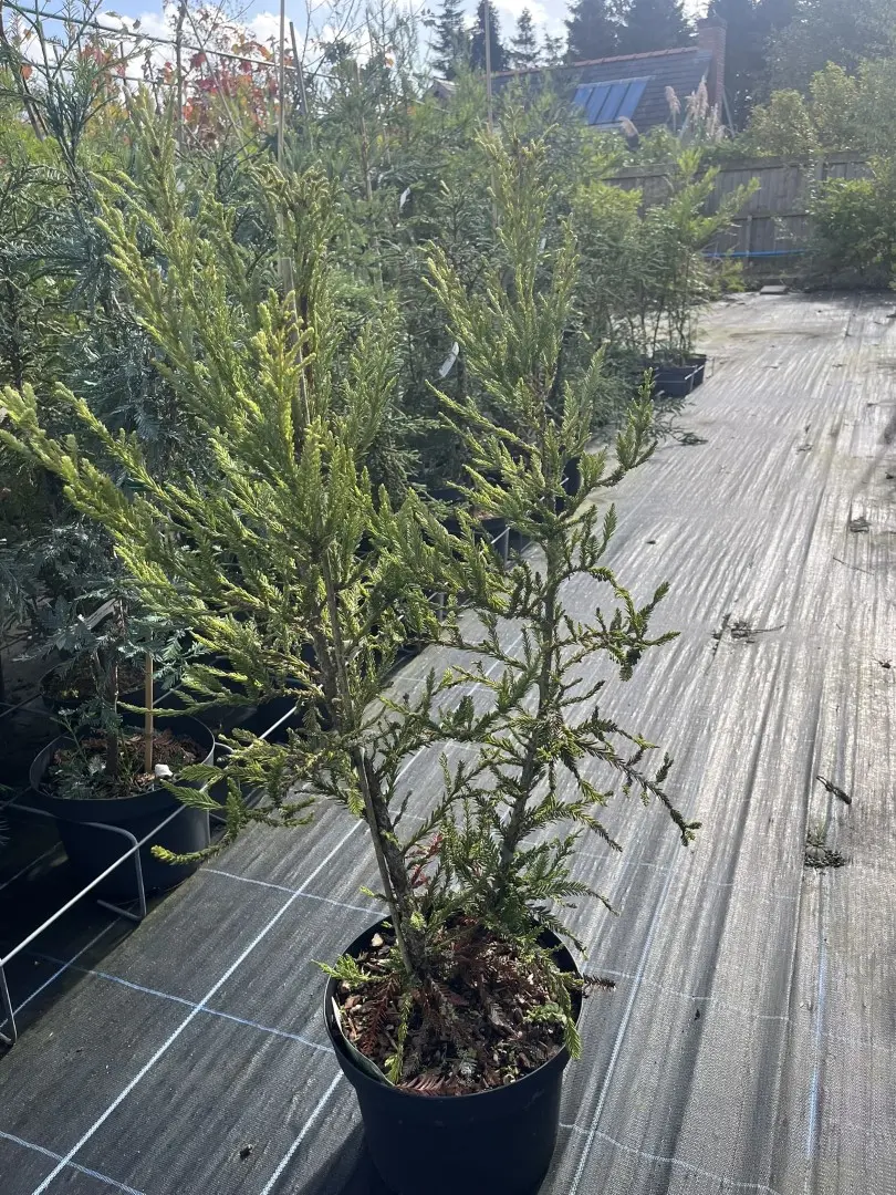 Sequoia sempervirens - Coast Redwood - Adpressa