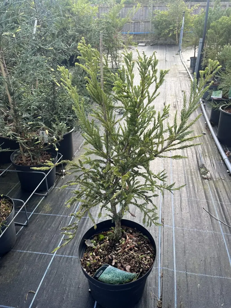 Sequoia sempervirens - Coast Redwood - Adpressa