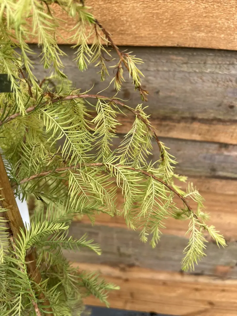 Taxodium distichum - Swamp Cypress 'Pevé Yellow
