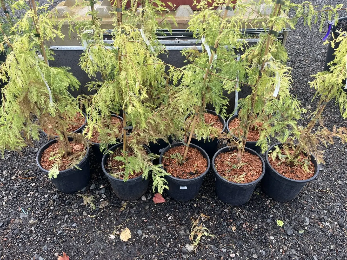 Taxodium distichum - Swamp Cypress 'Pevé Yellow