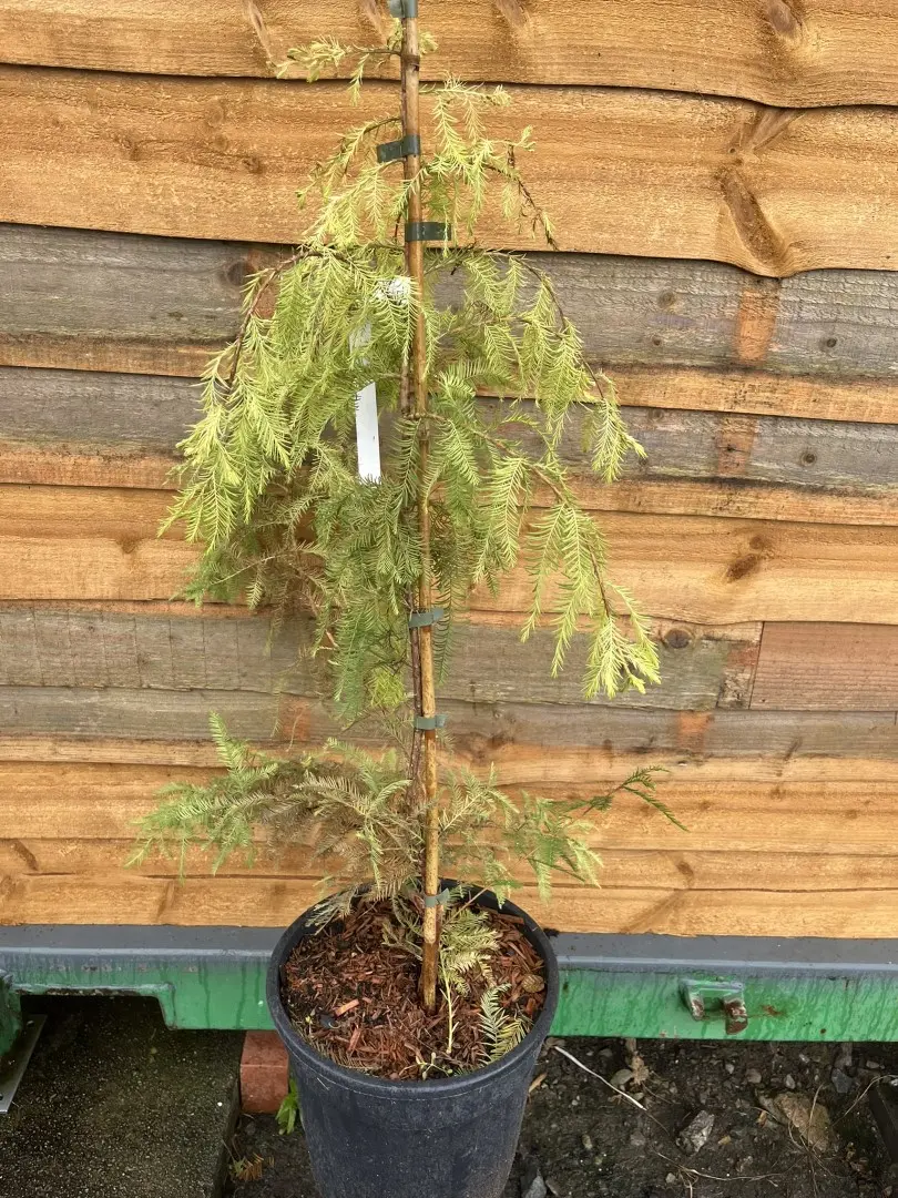 Taxodium distichum - Swamp Cypress 'Pevé Yellow