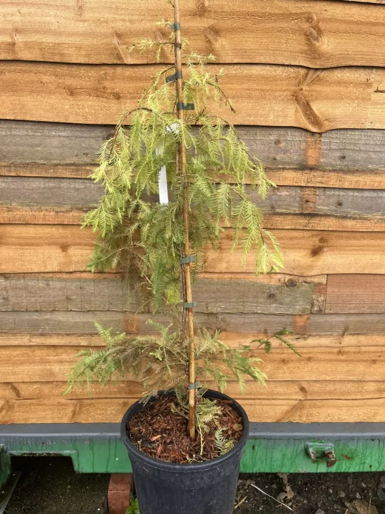 Taxodium distichum - Swamp Cypress 'Pevé Yellow