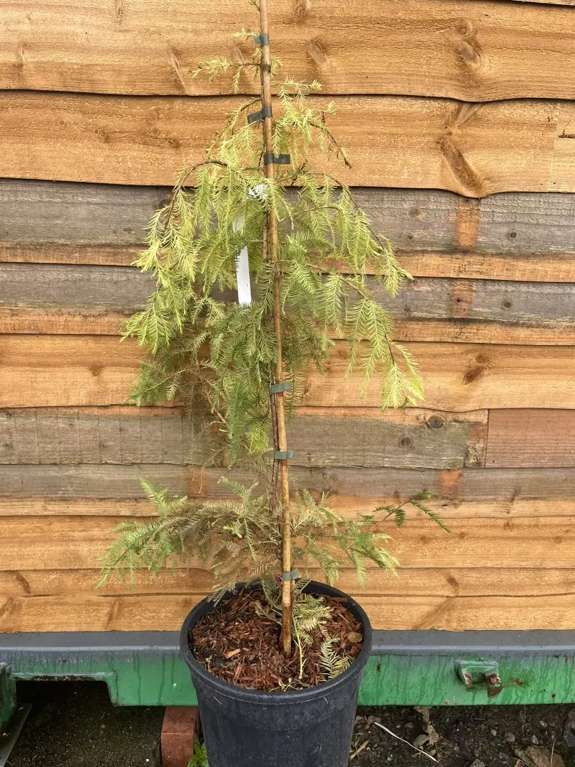 Taxodium distichum - Swamp Cypress 'Pevé Yellow