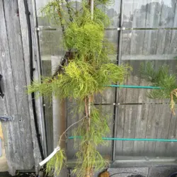 Taxodium distichum var. imbricarium - Swamp Cypress 'Nutans'