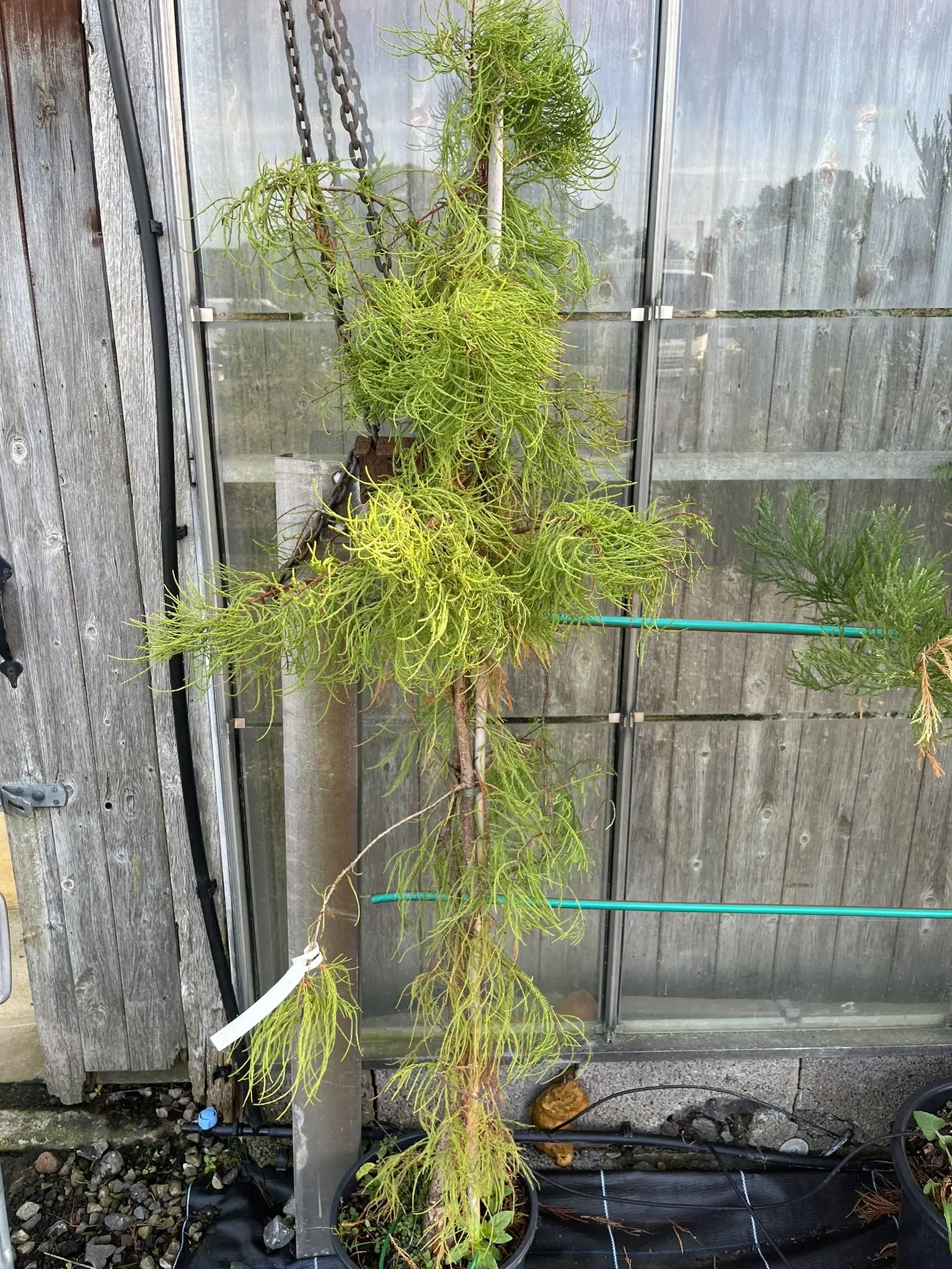 Taxodium distichum var. imbricarium - Swamp Cypress 'Nutans'