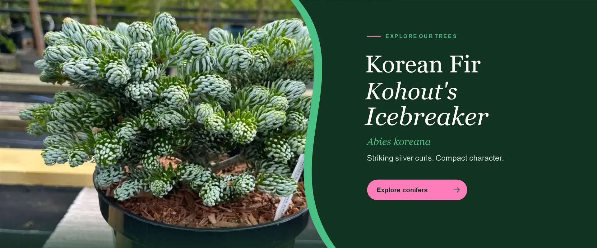 Korean Pine ‘Kohouts Icebreaker’