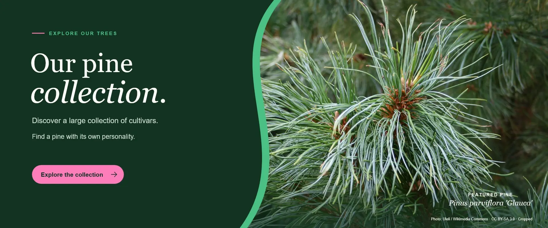 pine-collection-1920x800