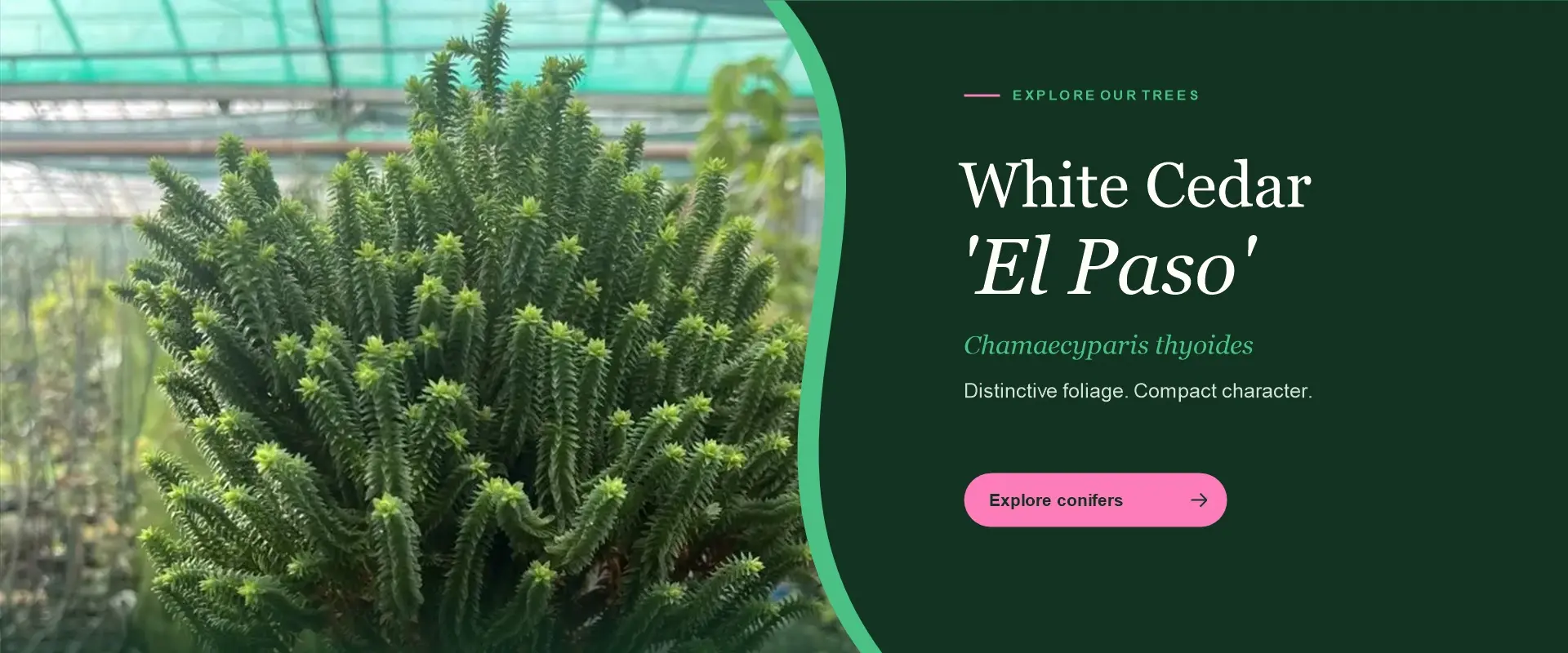white-cedar-el-paso-1920x800